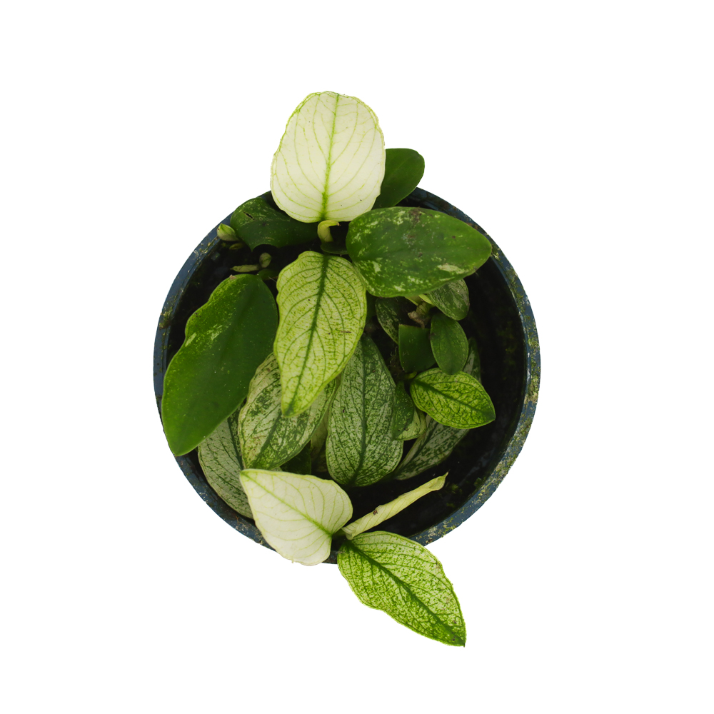 MASTA Anubias Pinto roślina do akwarium